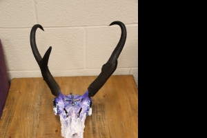 Secondary image for the Antelope Skull  Auction Item