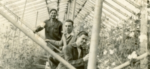 Secondary image for the EDWARDS GREEN HOUSE Auction Item