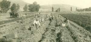 Secondary image for the EDWARDS GREEN HOUSE Auction Item