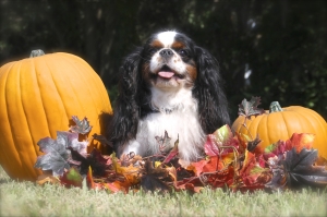 Secondary image for the 2 hour Photo Session with S&H Photos Auction Item